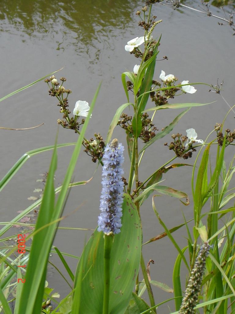 Foto de Delta del Paraná, Argentina