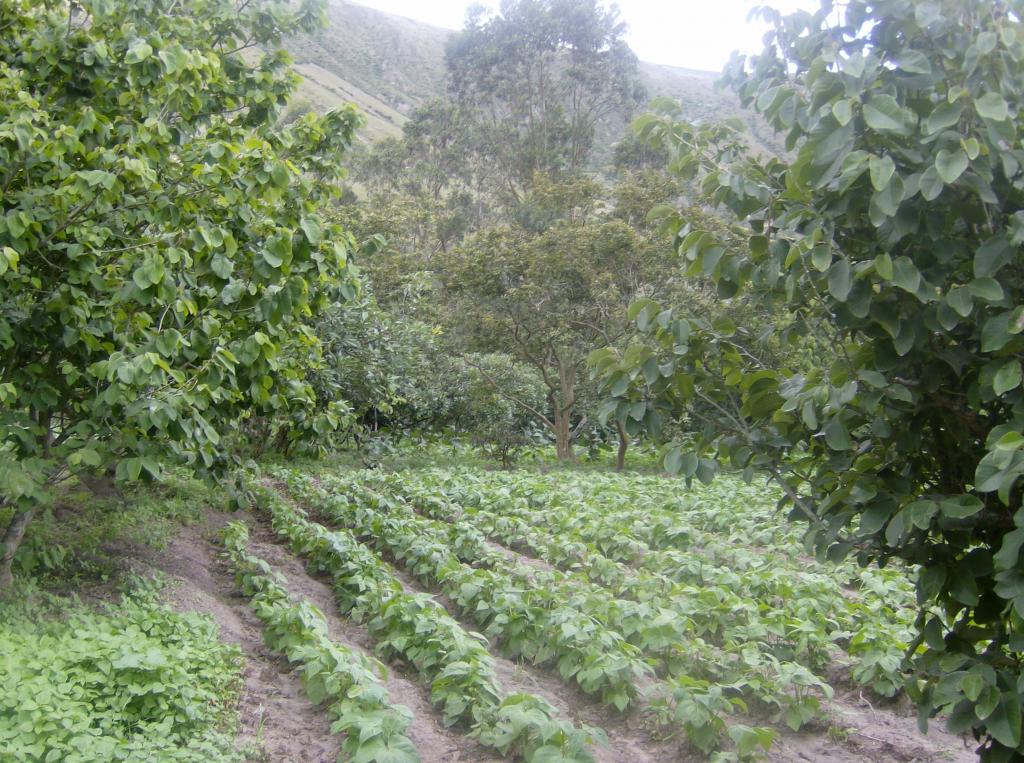 Foto de Puellaro, Ecuador