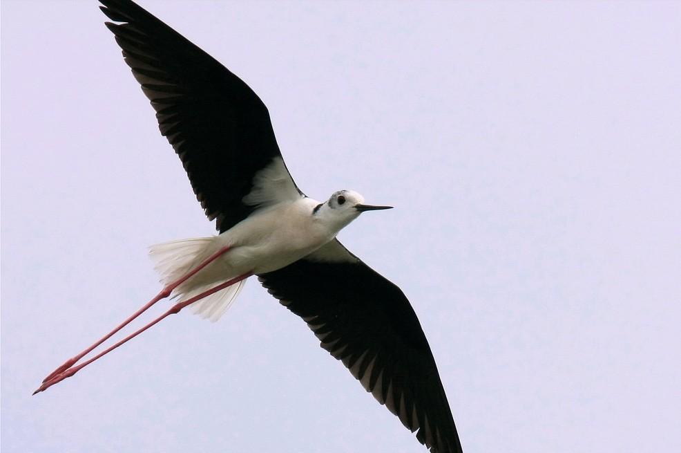 Foto de Delta de l'ebre (Tarragona), España