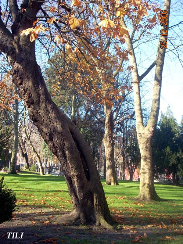 Foto de Oviedo (Asturias), España