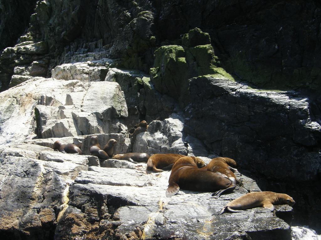 Foto de Isla Choros, Chile