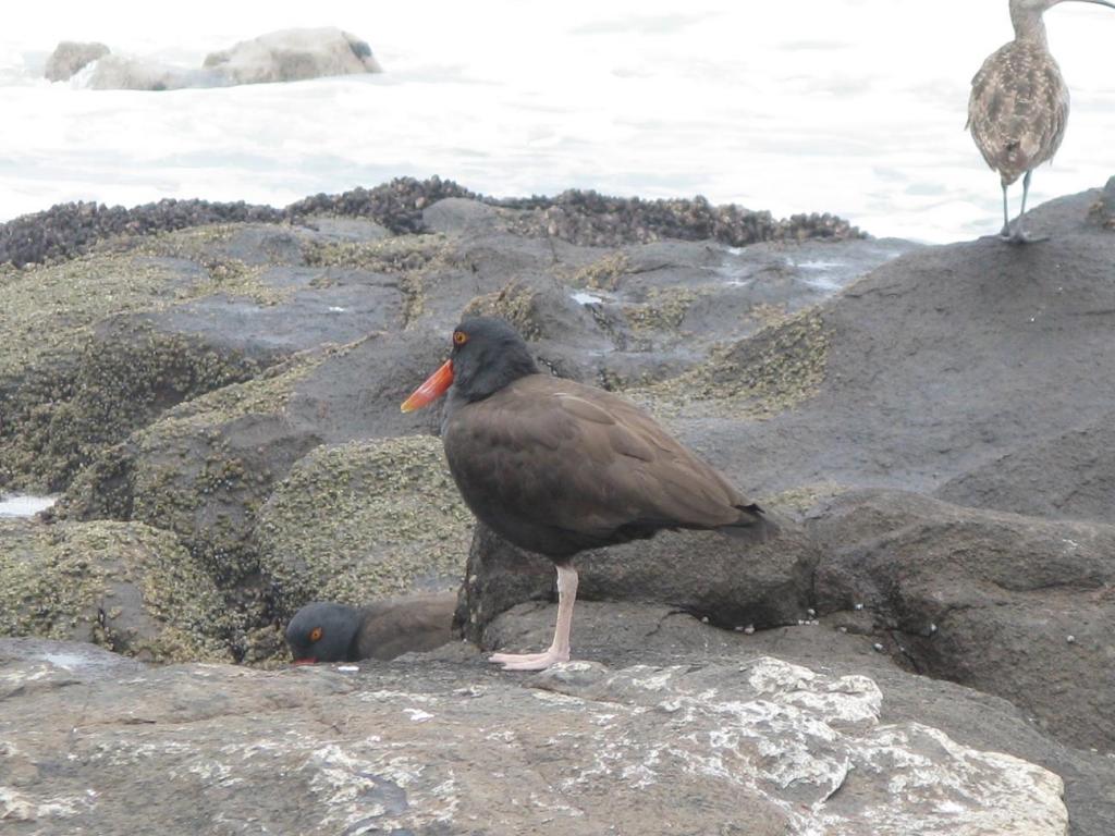 Foto de Arica, Chile