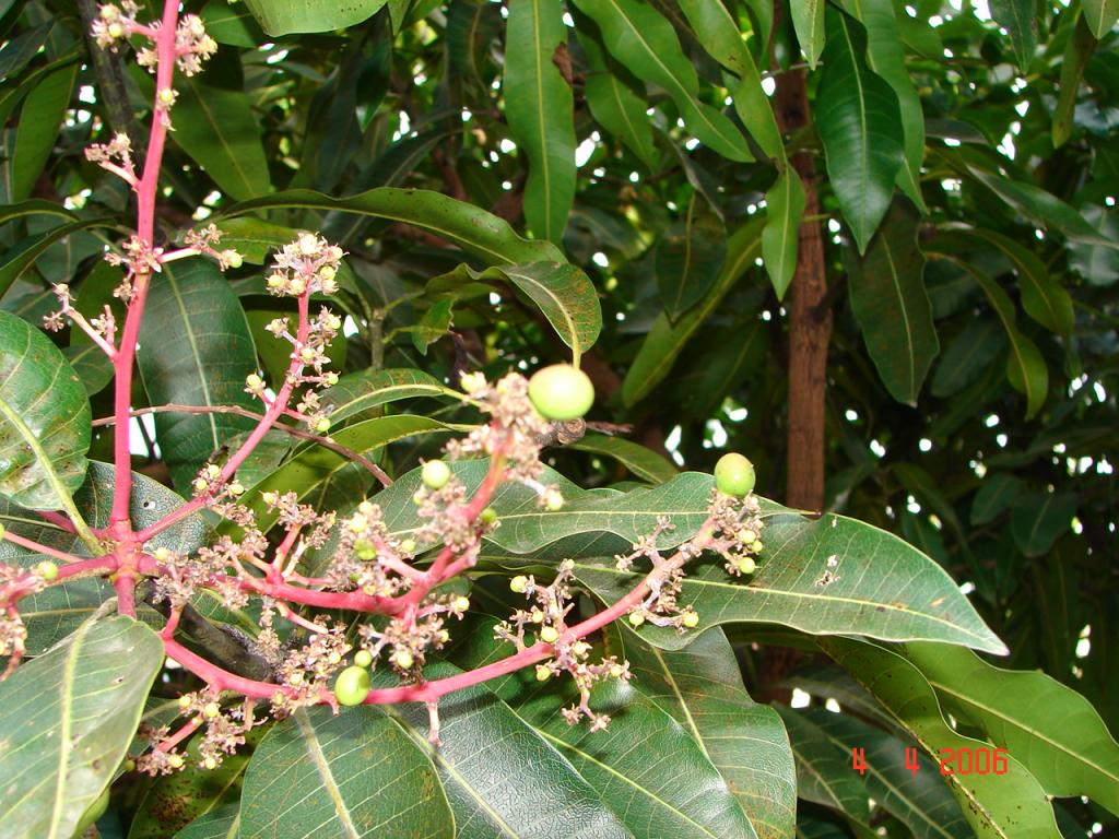 Foto de Puntarenas, Costa Rica