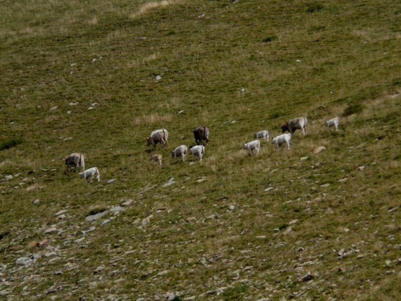 Foto de Cadí (Moixeró) (Lleida), España