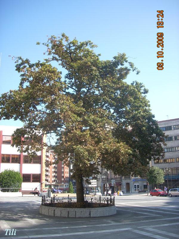 Foto de Oviedo (Asturias), España