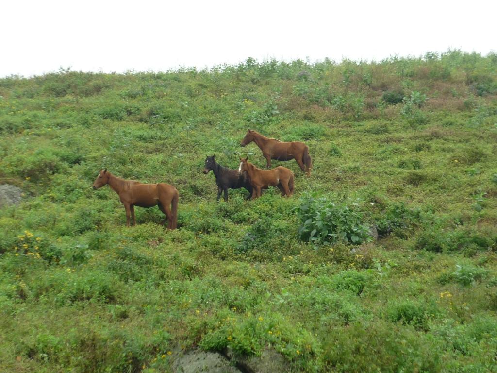 Foto de Huaral, Perú