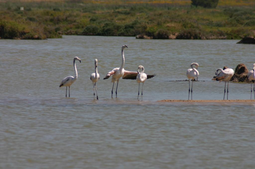 Foto de Puerto Real (Cádiz), España