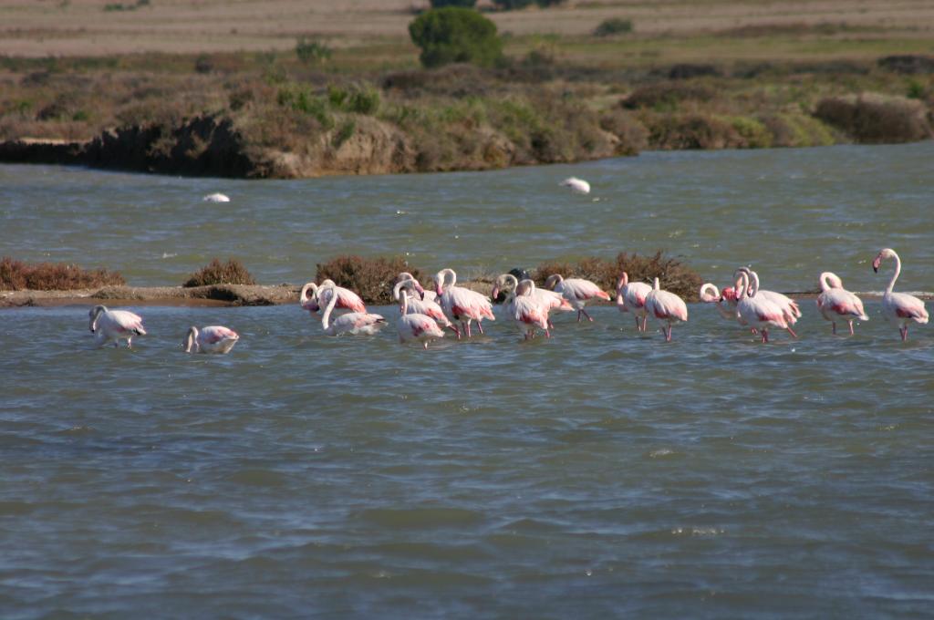 Foto de Puerto Real (Cádiz), España