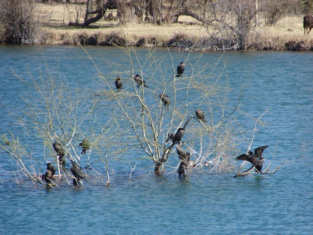 Foto de San Rafael (Mendoza), Argentina