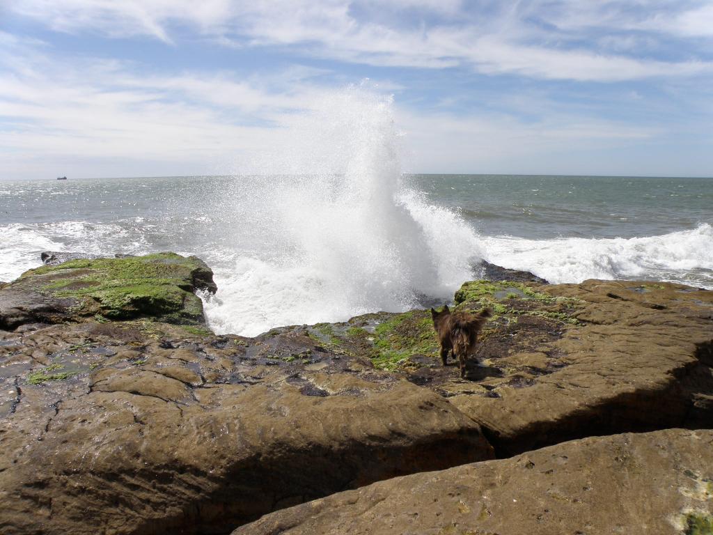 Foto de Mar del Plata (Buenos Aires), Argentina