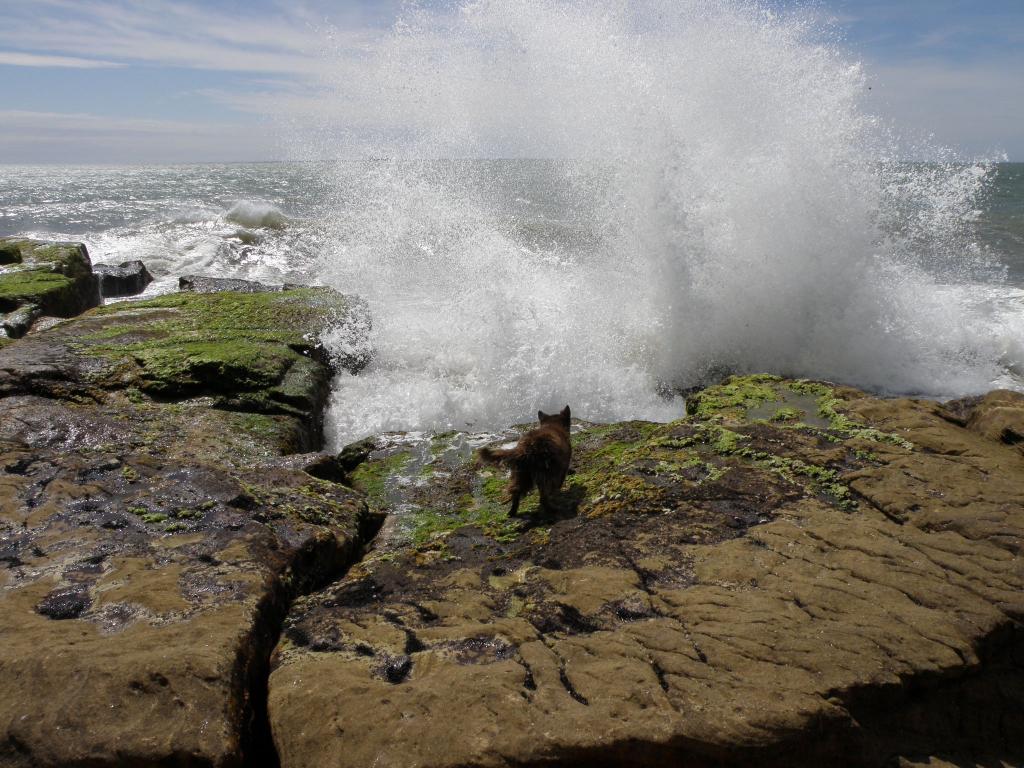 Foto de Mar del Plata (Buenos Aires), Argentina