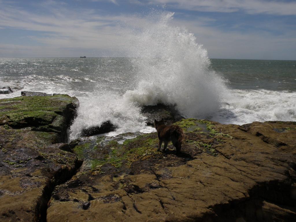 Foto de Mar del Plata (Buenos Aires), Argentina