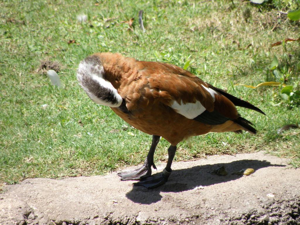 Foto de Belén de Escobar (Buenos Aires), Argentina