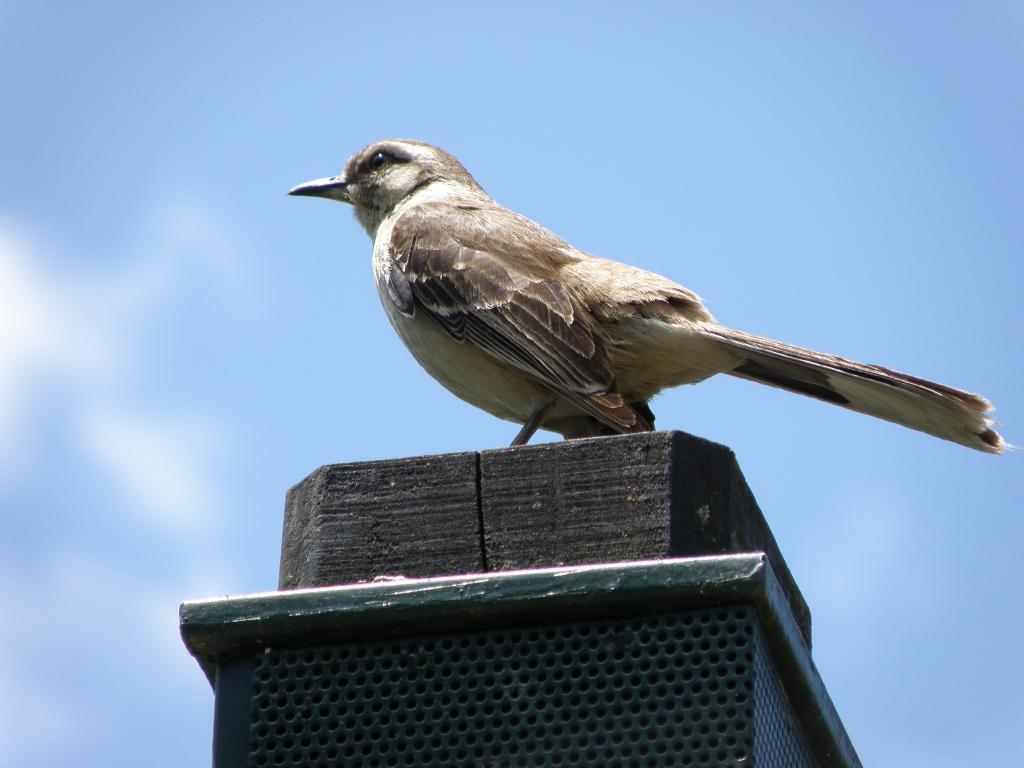 Foto de Belén de Escobar (Buenos Aires), Argentina