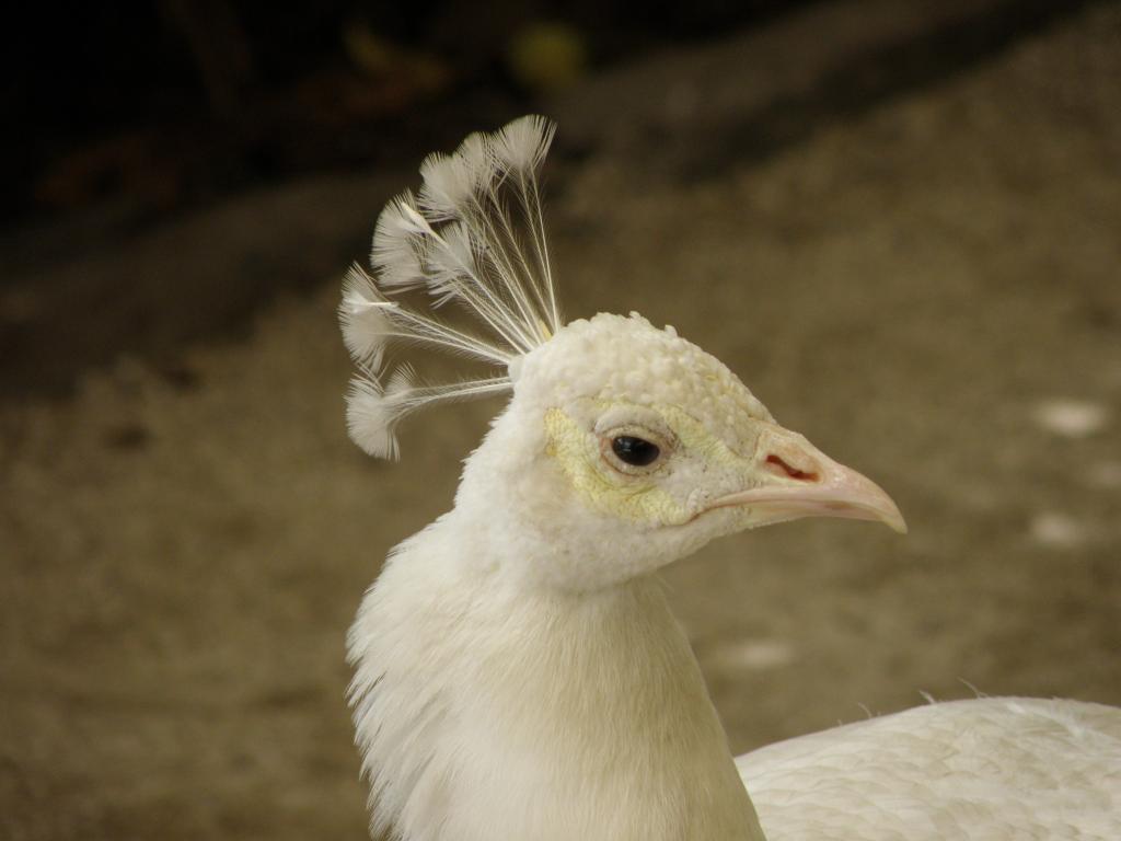 Foto de Belén de Escobar (Buenos Aires), Argentina