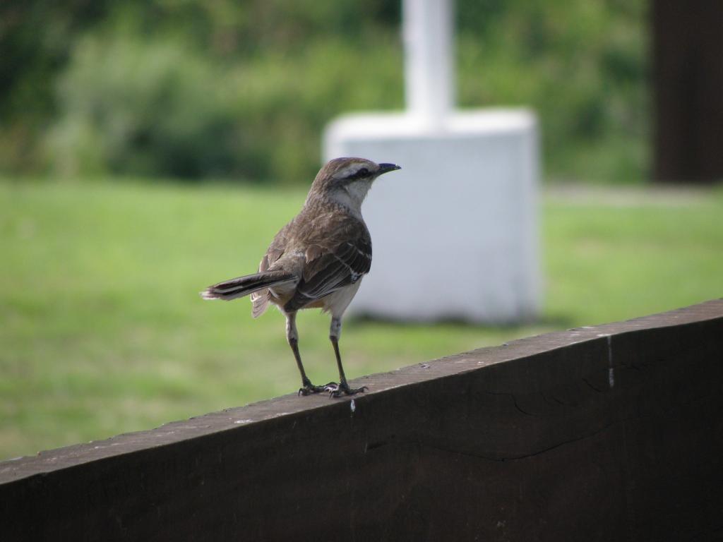 Foto de San Pedro (Buenos Aires), Argentina