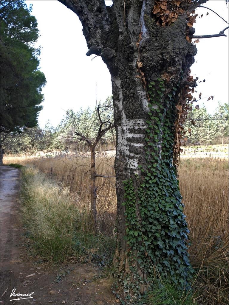 Foto de Zaragoza (Aragón), España