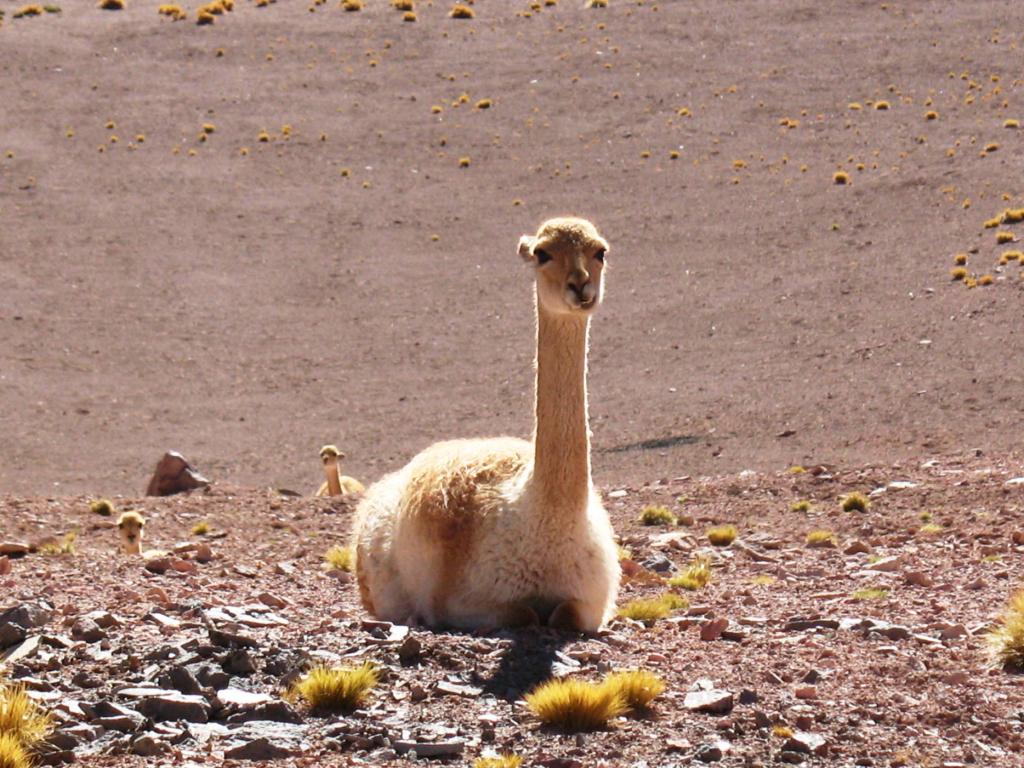 Foto de San Pedro de Atacama, Chile