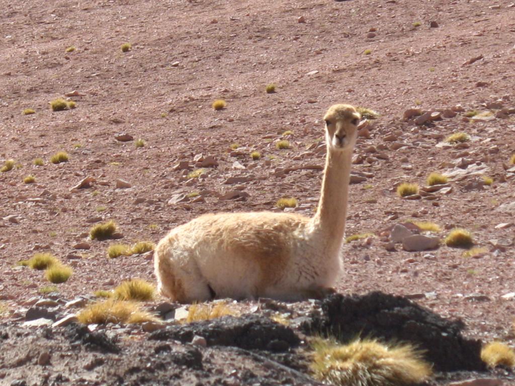 Foto de San Pedro de Atacama, Chile