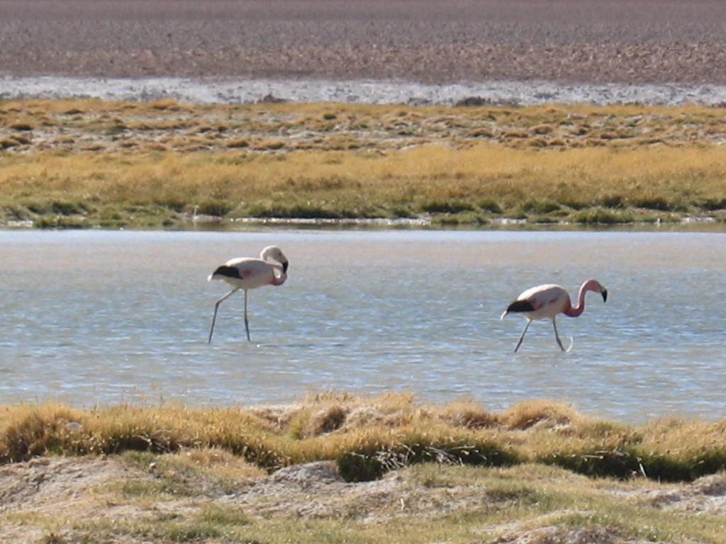 Foto de San Pedro de Atacama, Chile