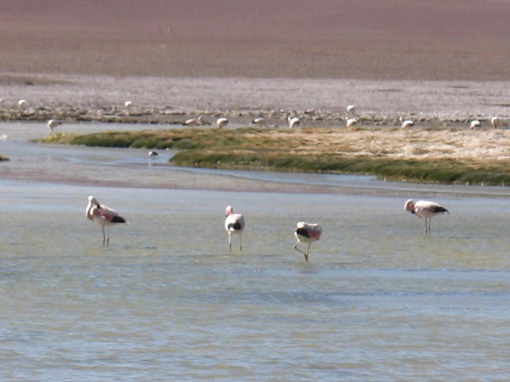 Foto de San Pedro de Atacama, Chile