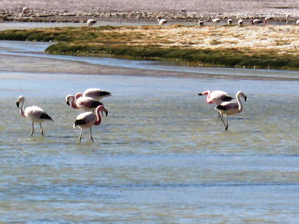 Foto de San Pedro de Atacama, Chile