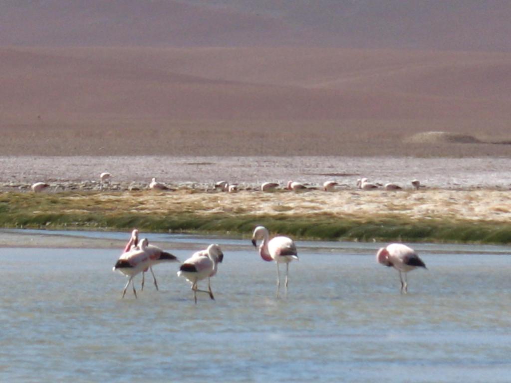 Foto de San Pedro de Atacama, Chile