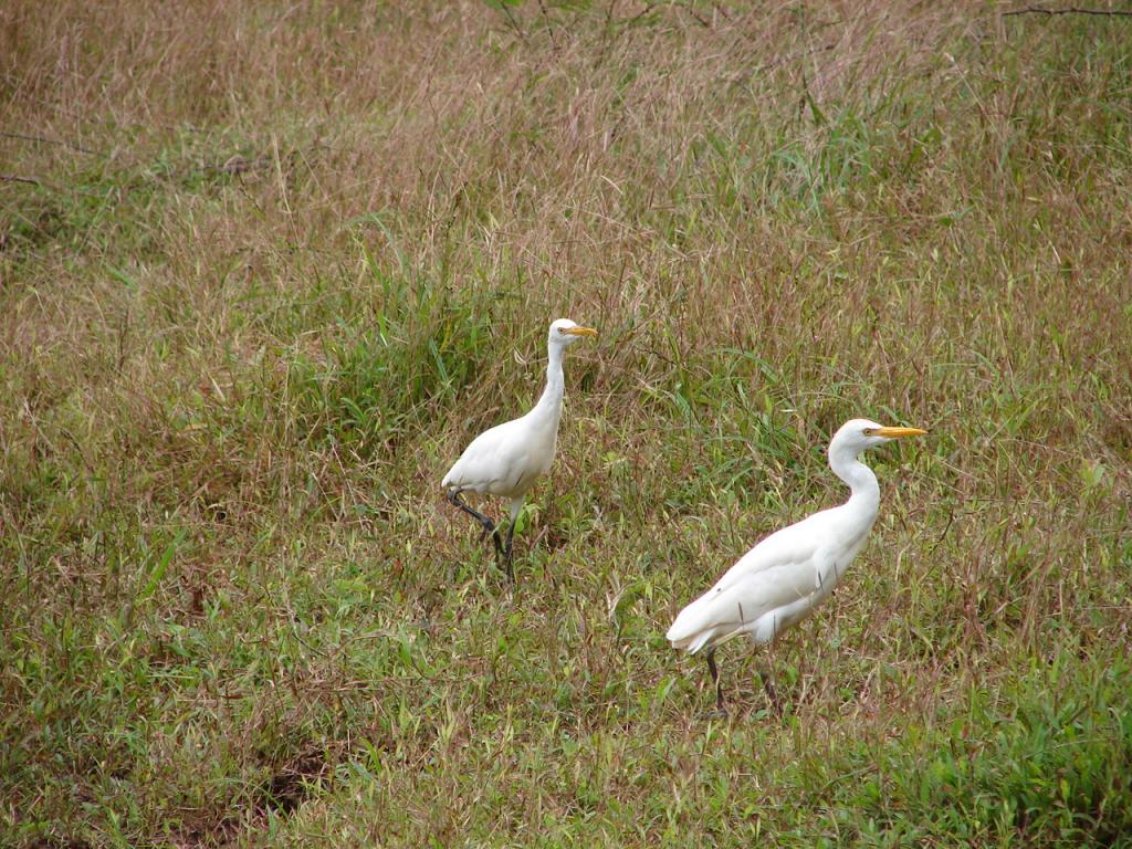 Foto de Pocosol - San Carlos (Alajuela), Costa Rica