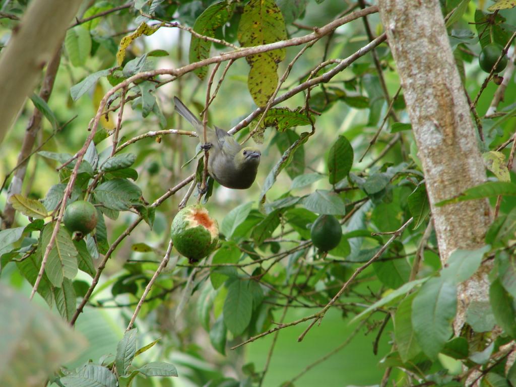 Foto de Pocosol - San Carlos (Alajuela), Costa Rica