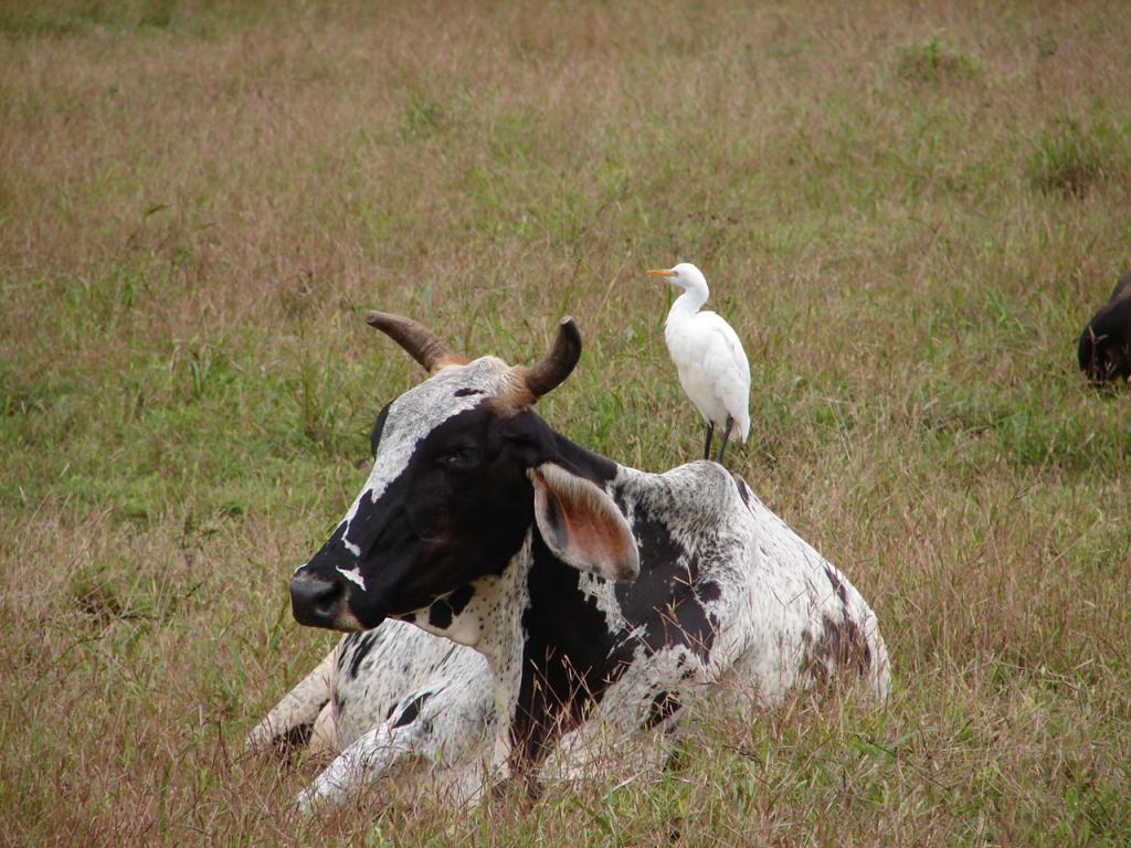 Foto de Pocosol - San Carlos (Alajuela), Costa Rica