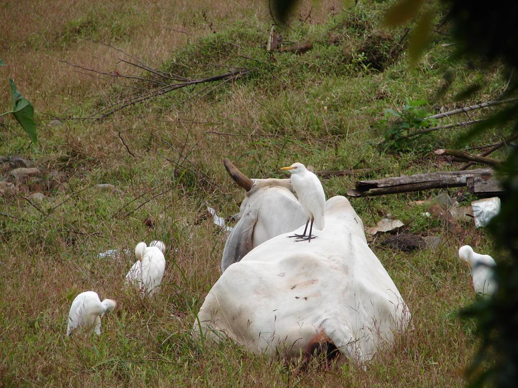 Foto de Pocosol - San Carlos (Alajuela), Costa Rica