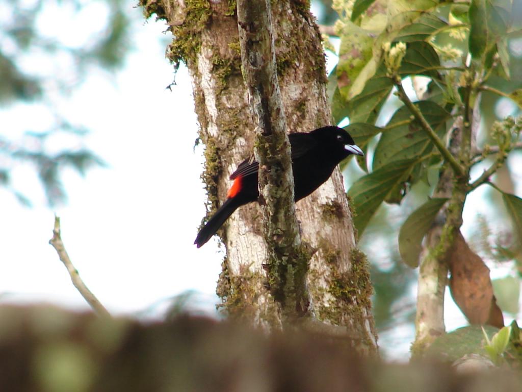 Foto de Pocosol - San Carlos (Alajuela), Costa Rica