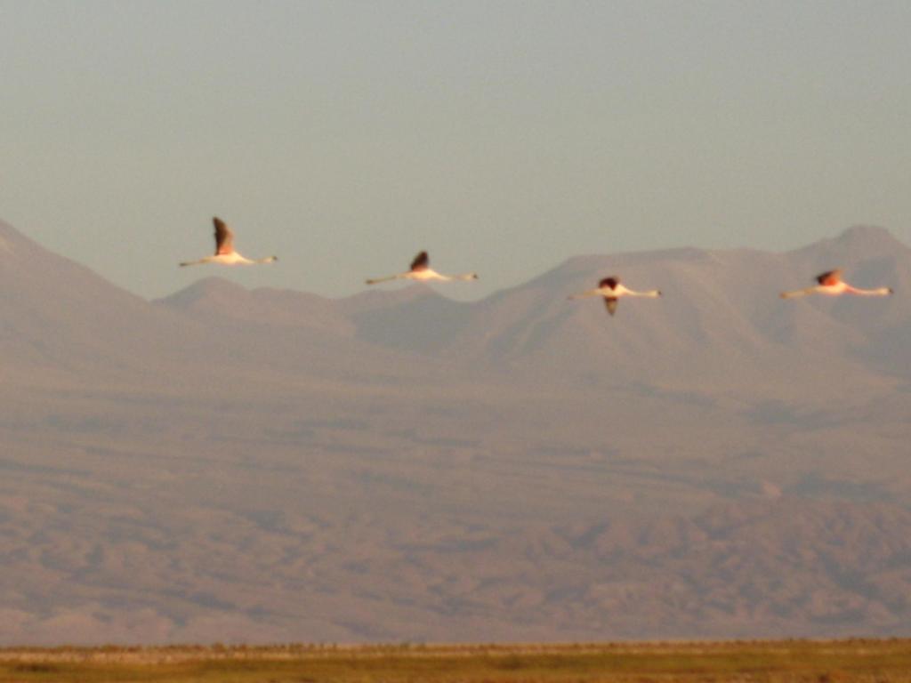 Foto de San Pedro de Atacama, Chile