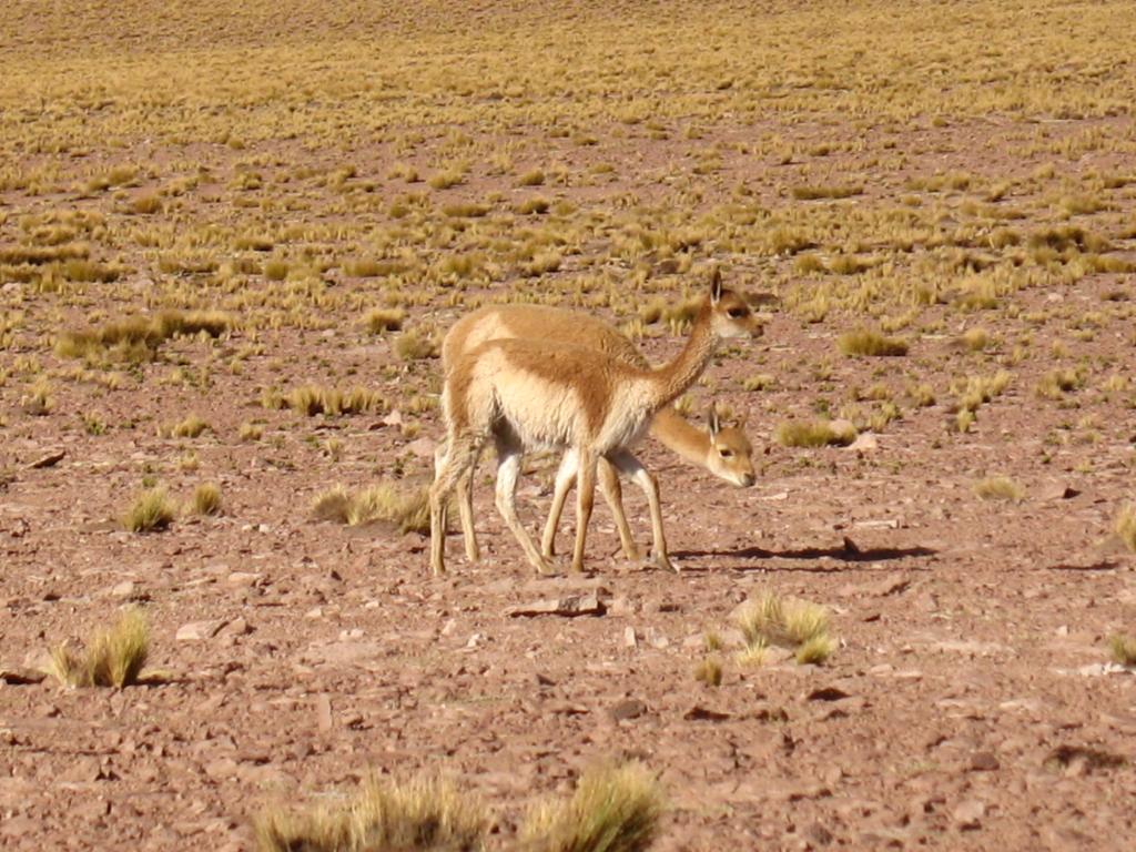 Foto de San Pedro de Atacama, Chile