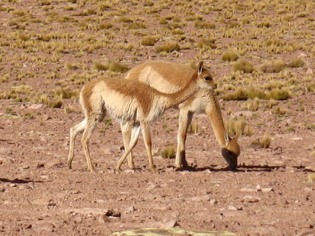 Foto de San Pedro de Atacama, Chile