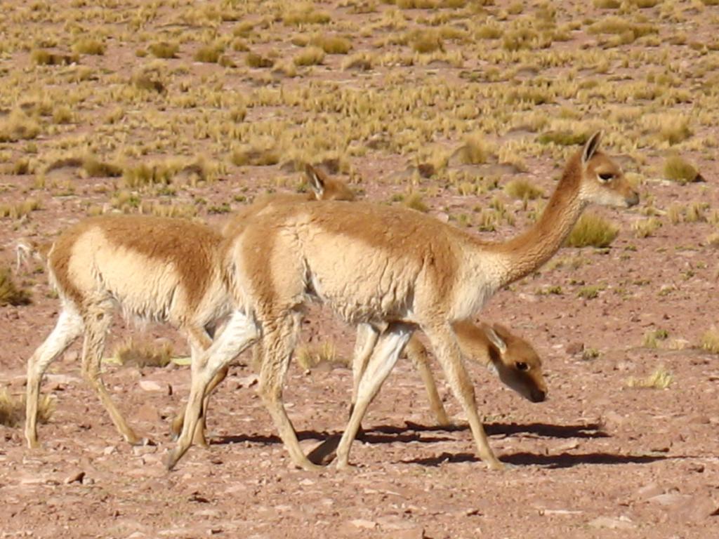 Foto de San Pedro de Atacama, Chile