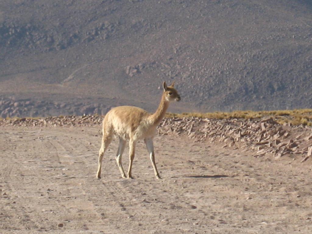 Foto de San Pedro de Atacama, Chile