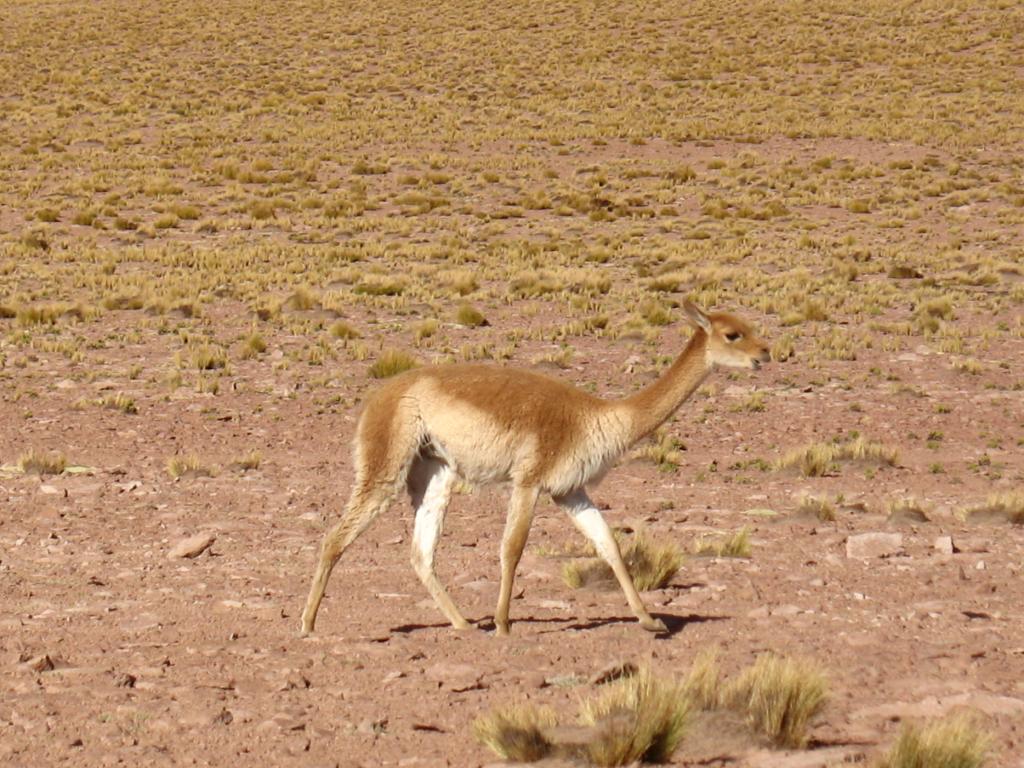 Foto de San Pedro de Atacama, Chile