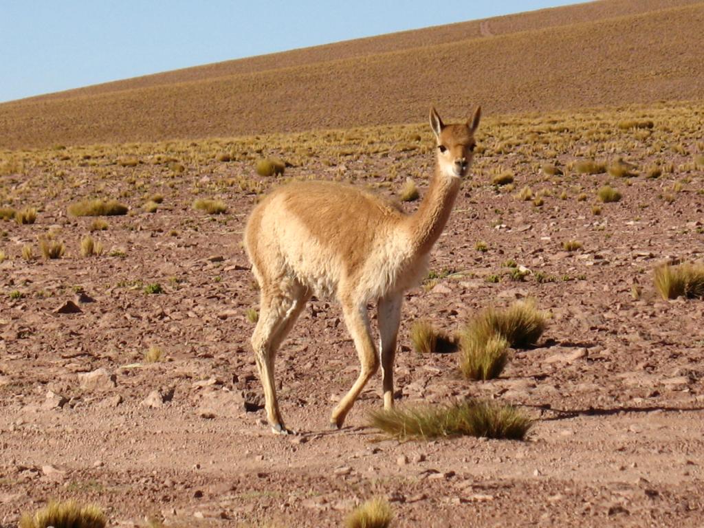 Foto de San Pedro de Atacama, Chile