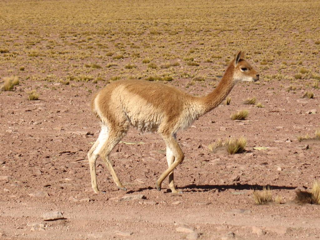 Foto de San Pedro de Atacama, Chile