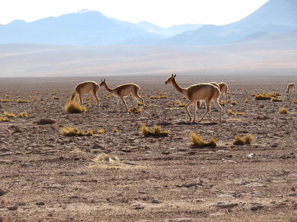 Foto de San Pedro de Atacama, Chile