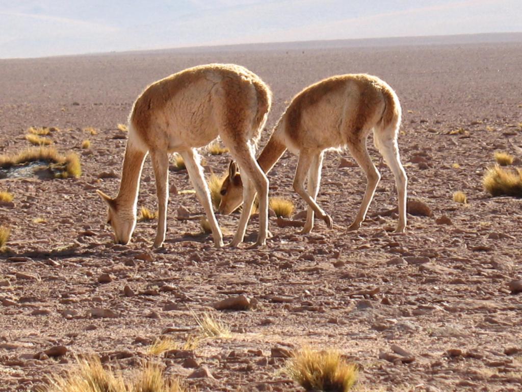 Foto de San Pedro de Atacama, Chile