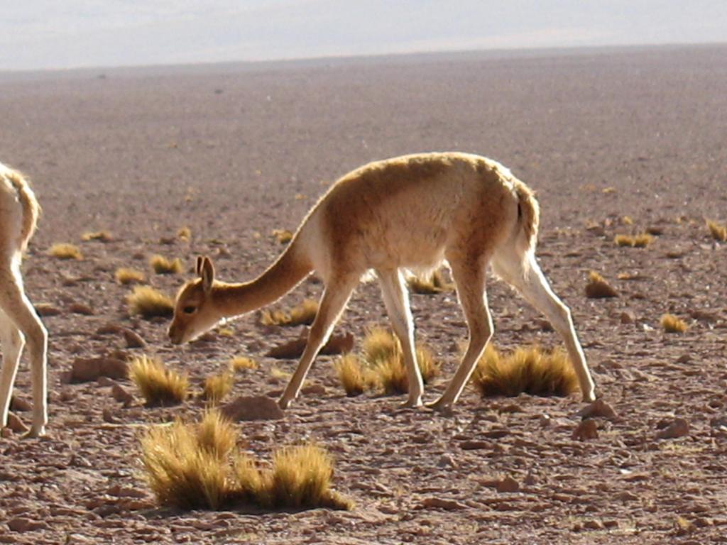 Foto de San Pedro de Atacama, Chile