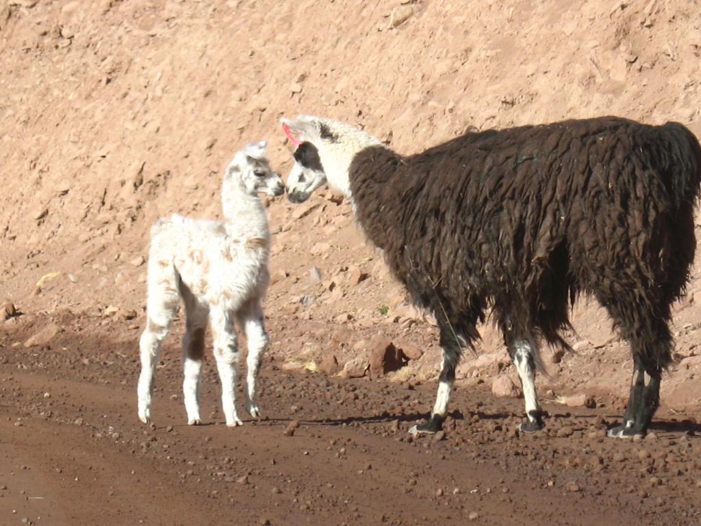 Foto de San Pedro de Atacama, Chile