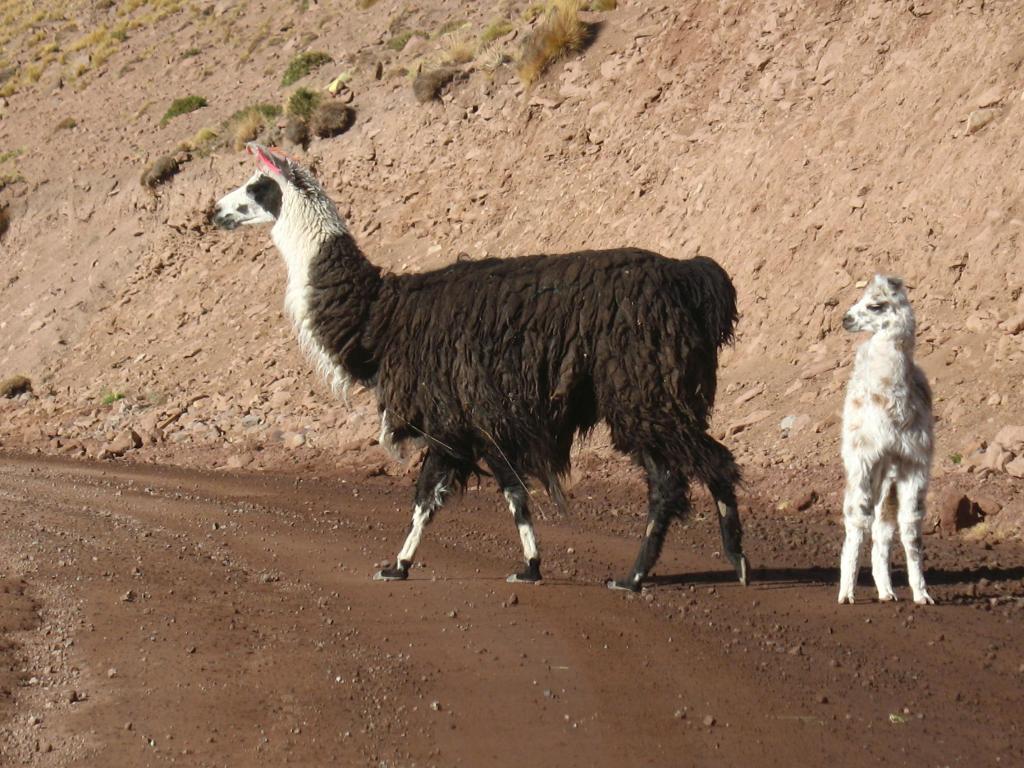 Foto de San Pedro de Atacama, Chile