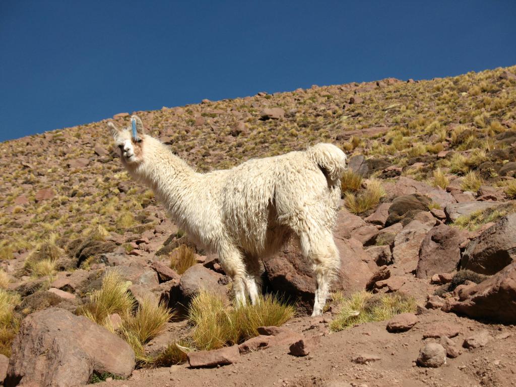 Foto de San Pedro de Atacama, Chile