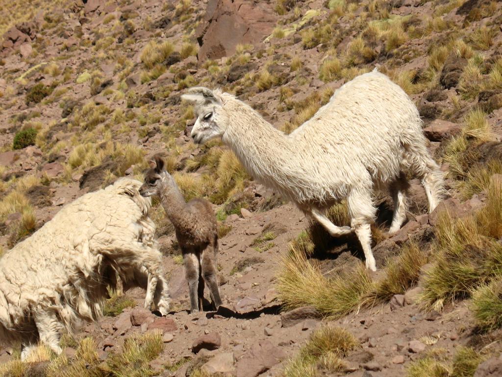 Foto de San Pedro de Atacama, Chile