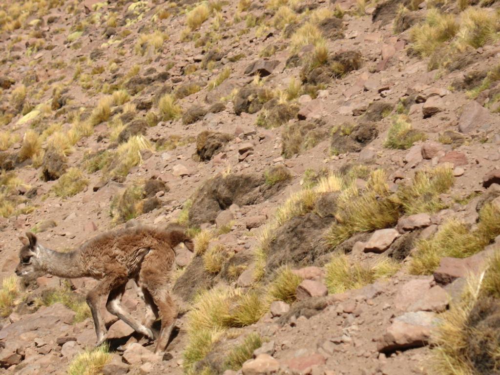 Foto de San Pedro de Atacama, Chile