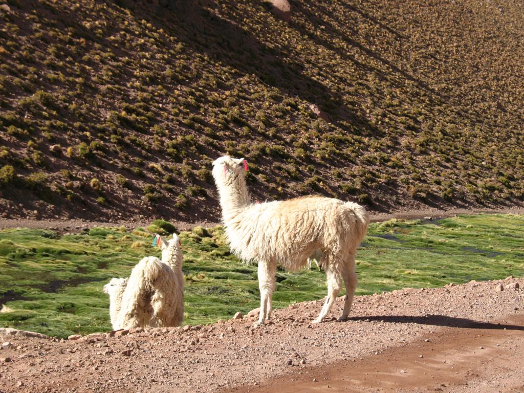 Foto de San Pedro de Atacama, Chile