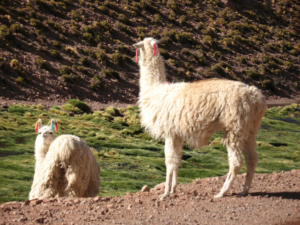 Foto de San Pedro de Atacama, Chile